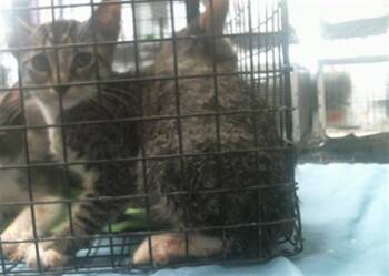 A2096167 -  Domestic Short Hair Cat for Adoption in Houston, Texas - A2096167 | PetCurious