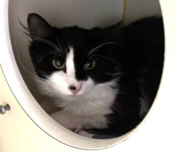Domestic Long Hair Cats Available for Adoption in Dedham, Massachusetts - PATCH | PetCurious