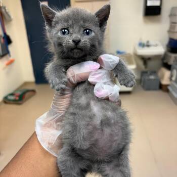 Michelangelo -  Domestic Short Hair Cat for Adoption in Newark, New Jersey - Michelangelo | PetCurious