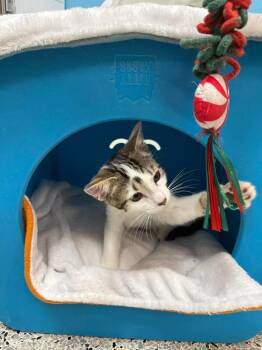 Tabby and Domestic Short Hair Cats Available for Adoption in Chandler, Arizona - Georgia Puffin | PetCurious