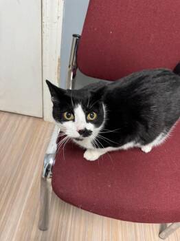 Domestic Short Hair Cats Available for Adoption - Gimli | PetCurious