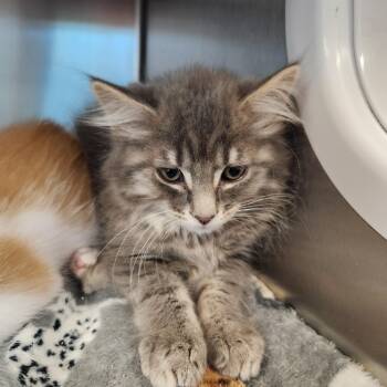 Domestic Long Hair Cats Available for Adoption in Liberty, Missouri - Rome | PetCurious