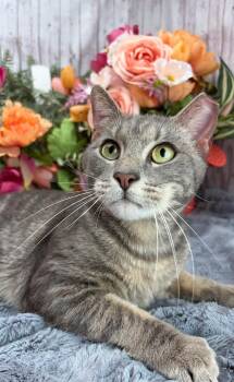 Domestic Short Hair Cats Available for Adoption in Ocean Springs, Mississippi - Socks - The Best Boy | PetCurious
