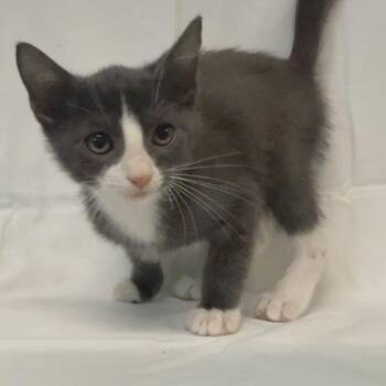 Doodle -  American Shorthair Cat for Adoption in Freeport, Florida - Doodle | PetCurious