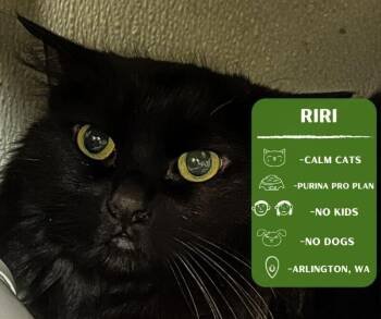 Domestic Long Hair Cats Available for Adoption in Arlington, Washington - Riri | PetCurious