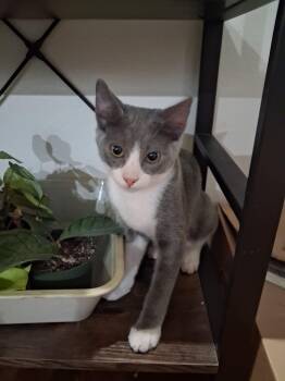 Mystic -  Domestic Short Hair Cat for Adoption in Rio Linda, California - Mystic | PetCurious