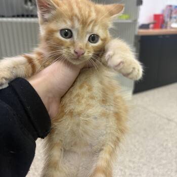 Margarita -  Domestic Short Hair Cat for Adoption in Lake Tapwingo, Missouri - Margarita | PetCurious