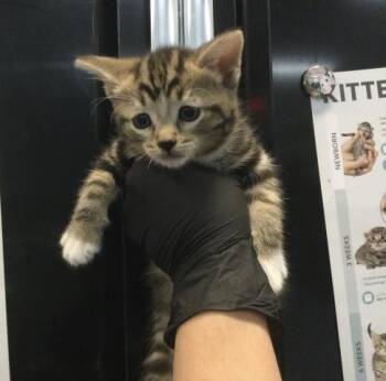 TAMERA -  Domestic Short Hair Cat for Adoption in Thousand Palms, California - TAMERA | PetCurious