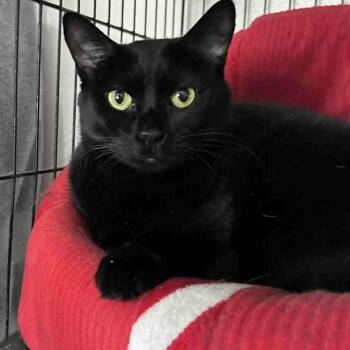 Domestic Short Hair and Bombay Cats Available for Adoption in Huntington, New York - Paisley | PetCurious