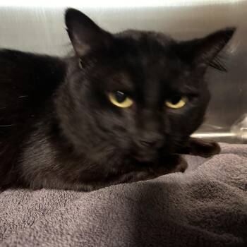Domestic Short Hair Cats Available for Adoption in Enfield, New Hampshire - Salamander | PetCurious