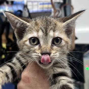 Anthurium -  Domestic Short Hair Cat for Adoption in Ridgely, Maryland - Anthurium | PetCurious