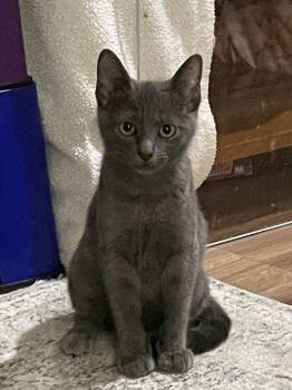 Bobbin -  Domestic Short Hair Cat for Adoption in Milltown, New Jersey - Bobbin | PetCurious