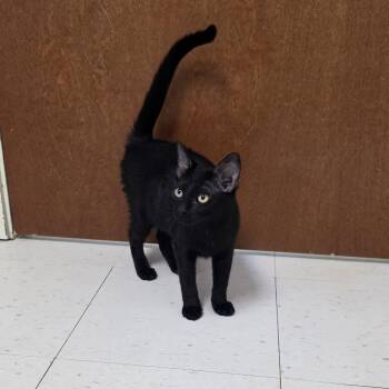 Taystee -  Domestic Short Hair Cat for Adoption in Midland, Texas - Taystee | PetCurious