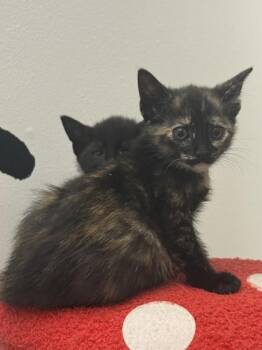 Brittney -  Domestic Short Hair Cat Available for Adoption in King William, Virginia - Brittney | PetCurious