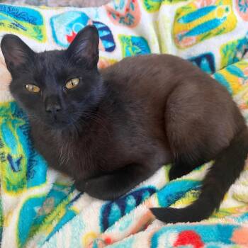Teeny C11816 -  American Shorthair Cat for Adoption - Teeny C11816 | PetCurious