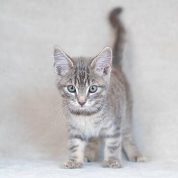 Domestic Short Hair Cats Available for Adoption in Sunnyvale, California - Macklin | PetCurious