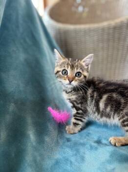 China -  Domestic Short Hair Cat for Adoption in Lafayette, Indiana - China | PetCurious