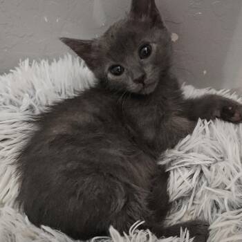 Stormy Cherry Lynn -  Domestic Short Hair Cat Available for Adoption in Phoenix, Arizona - Stormy Cherry Lynn | PetCurious