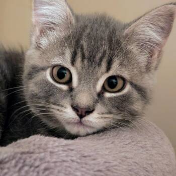 Opal -  Domestic Short Hair Cat for Adoption in Wakefield, Quebec - Opal | PetCurious