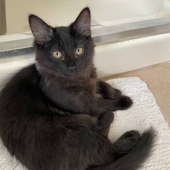 Rescue Domestic Long Hair Cats for Adoption in Washougal, Washington - Fuzz Boy | PetCurious