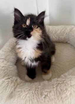 Penny -  Domestic Long Hair Cat for Adoption in Millcreek, Utah - Penny | PetCurious