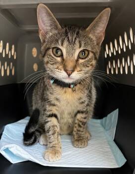 Fajita -  Domestic Short Hair Cat for Adoption in Gorham, Maine - Fajita | PetCurious