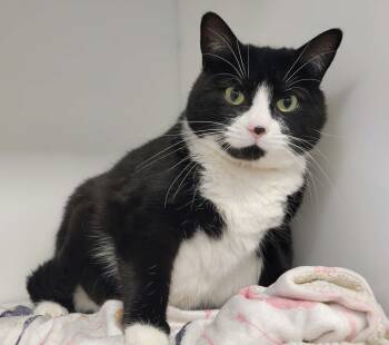 Domestic Short Hair Cats Available for Adoption in Delson, Quebec - Kiky | PetCurious