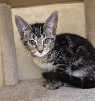 Charm -  Domestic Short Hair Cat for Adoption in South Bend, Indiana - Charm | PetCurious