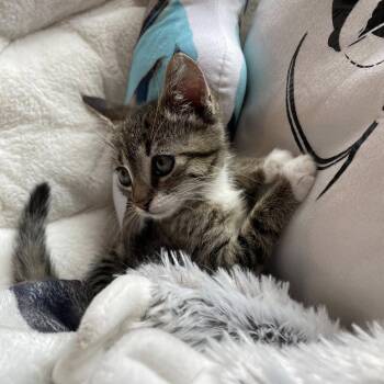 Poppy -  Domestic Short Hair Cat for Adoption in La Grange, Kentucky - Poppy | PetCurious