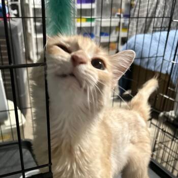 Dawn -  Domestic Medium Hair Cat for Adoption in Midland, Texas - Dawn | PetCurious