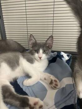 Domestic Short Hair Cats Available for Adoption - DeMarkus | PetCurious