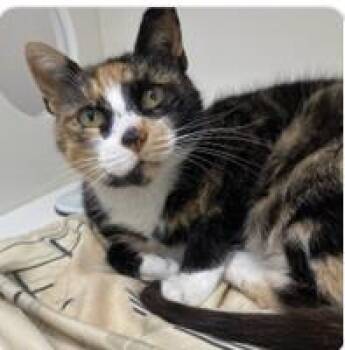 Flip Flop -  Domestic Short Hair Cat for Adoption in West Chester, Pennsylvania - Flip Flop | PetCurious