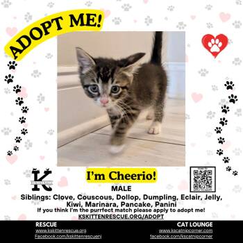 Cheerio -  Domestic Short Hair Cat Available for Adoption in OSBORNVILLE, New Jersey - Cheerio | PetCurious