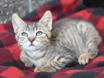 Shrimp -  Domestic Short Hair Cat for Adoption in Portland, Oregon - Shrimp | PetCurious
