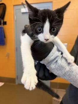 Grug -  Domestic Short Hair Cat for Adoption in Wichita, Kansas - Grug | PetCurious