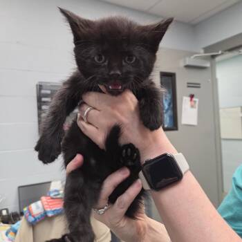 Domestic Short Hair Cats Available for Adoption in Parkersburg, West Virginia - Buford | PetCurious