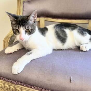 Gizmo 2 -  Siamese Cat for Adoption in New Braunfels, Texas - Gizmo 2 | PetCurious