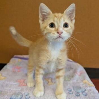 Marly -  Domestic Short Hair Cat for Adoption in Rochester, Minnesota - Marly | PetCurious