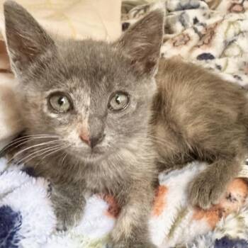 Dusty* -  Domestic Short Hair Cat for Adoption in San Gabriel, California - Dusty* | PetCurious