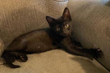 Domestic Short Hair Cats Available for Adoption in Gorham, Maine - Rocket | PetCurious