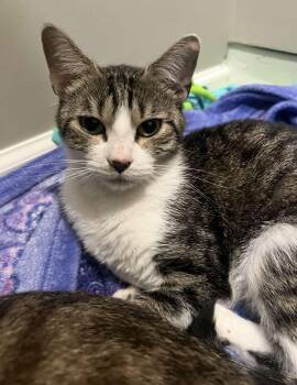 Ivy -  Domestic Short Hair Cat for Adoption in Cleveland, Ohio - Ivy | PetCurious
