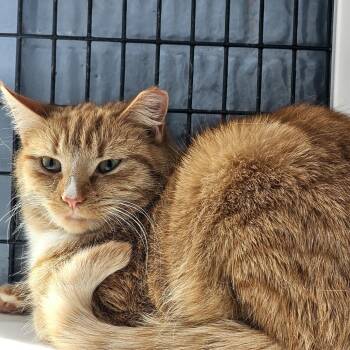 Domestic Short Hair Cats Available for Adoption - Boris | PetCurious