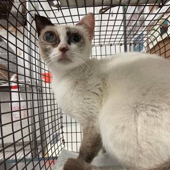 Spicy Mayo -  Domestic Short Hair Cat Available for Adoption in Edinburg, Texas - Spicy Mayo | PetCurious