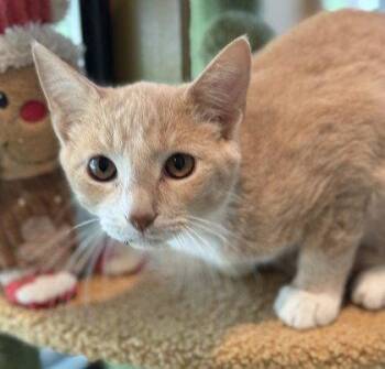 Zoltan -  Domestic Short Hair Cat for Adoption in Midland, Virginia - Zoltan | PetCurious