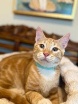 Sam Biscuit -  Tabby and Domestic Short Hair Cat for Adoption in Friendswood, Texas - Sam Biscuit | PetCurious
