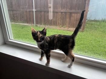 Spoiler 3749 -  Domestic Short Hair Cat for Adoption in Dallas, Texas - Spoiler 3749 | PetCurious