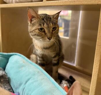 American Shorthair Cats Available for Adoption - Roslyn | PetCurious