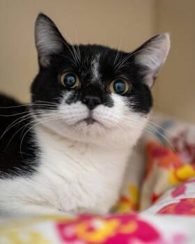 Stevie -  Domestic Medium Hair and Domestic Short Hair Cat for Adoption in Pequot Lakes, Minnesota - Stevie | PetCurious