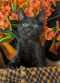 4/14/26 Andy -  Domestic Short Hair Cat Available for Adoption in Stillwater, Oklahoma - 4/14/26 Andy | PetCurious