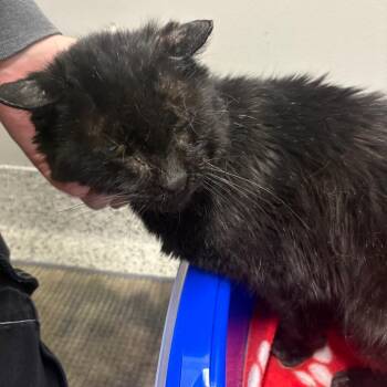 Domestic Short Hair Cats Available for Adoption - Hadley | PetCurious